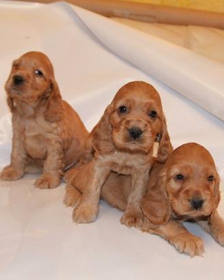 Cocker Spaniel Inglese maschietti