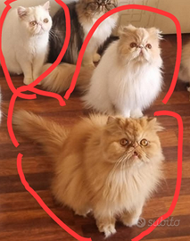 Gatti Persiani