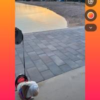 Shitzu maschio per accopiamento