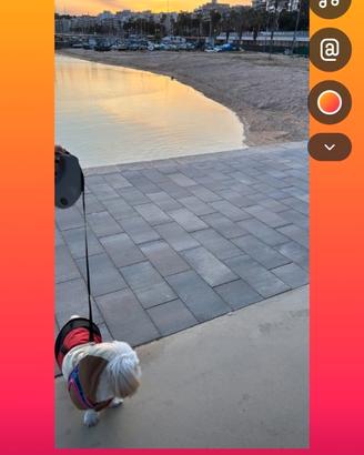 Shitzu maschio per accopiamento