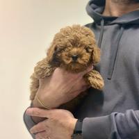 Barboncino Red Rosso disponibile