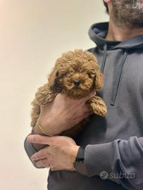 Barboncino Red Rosso disponibile