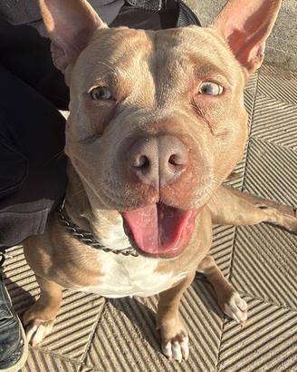Cane di taglia media
