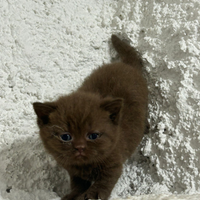 Cuccioli british shorthair