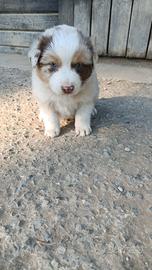 Cucciolo Red merle Australian sheperd