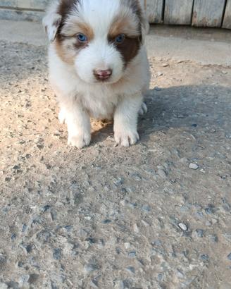 Cucciolo Red merle Australian sheperd