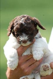 Lagotto romagnolo