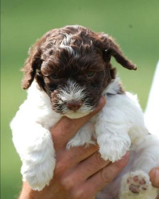 Lagotto romagnolo