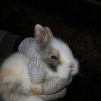 Disponibili cocorite e calopsite