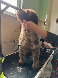 Lagotto da tartufo