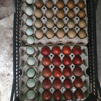 U. O. V.A galline colorate marans araucana Oliver