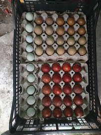 U. O. V.A galline colorate marans araucana Oliver