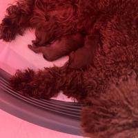 Barbocino mini toy red