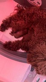 Barbocino mini toy red