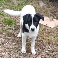 Cane cuccuolo simil border collie