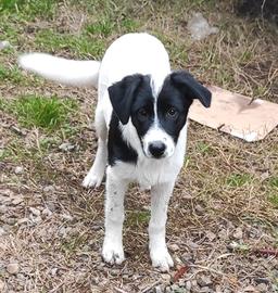 Cane cuccuolo simil border collie