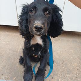 cuccioli cocker spaniel