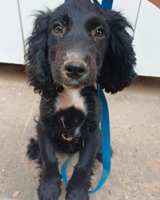 cuccioli cocker spaniel