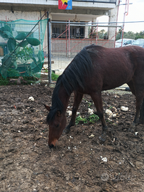 Cavalla di sella italiana