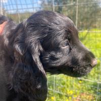 Cocker/ Springer