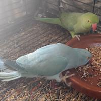 Femmine parrocchetto del collare