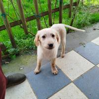 Cucciola simil maremmano in adozione