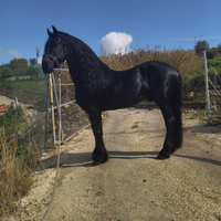 Stallone frisone x monte