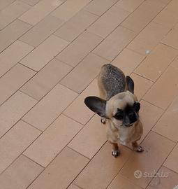 dree chihuahua mini Toy 