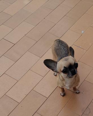 dree chihuahua mini Toy 