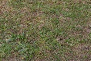 Terreno pianeggiante fronte strada