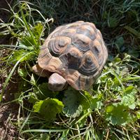 Tartarughe Hermanni
