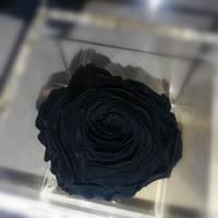 Rosa Nera Stabilizzata