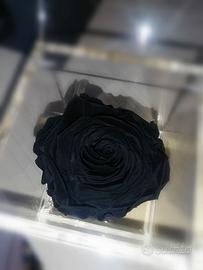 Rosa Nera Stabilizzata