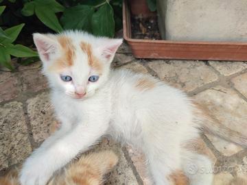 Gattino bianco e rosso