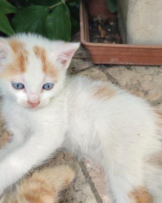 Gattino bianco e rosso