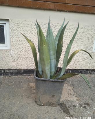 aloe vera 
