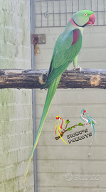 Maschio Grande alessandrino Nepalensis 2013