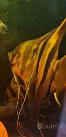 Pterophyllum Altum F1 10/12cm