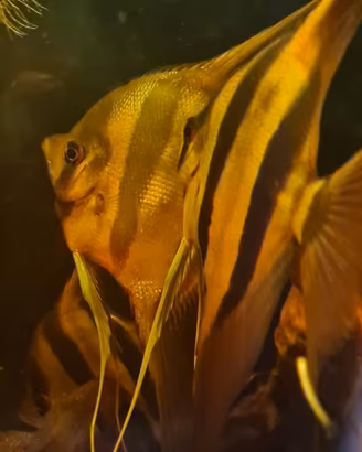 Pterophyllum Altum F1 10/12cm