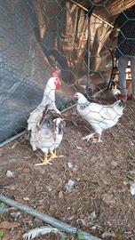 Galline Sussex