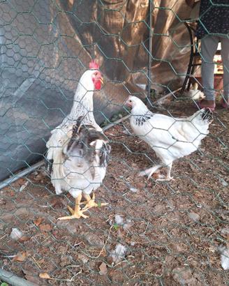 Galline Sussex