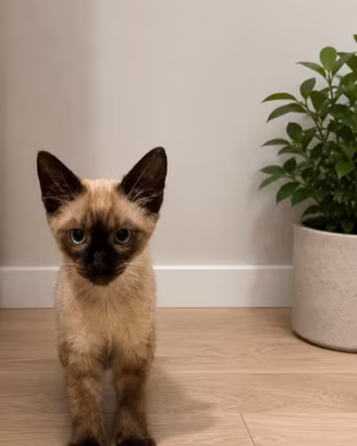 Gatto siamese