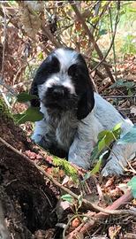Disponibili cuccioli di cocker spaniel inglese