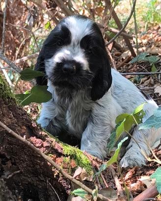 Disponibili cuccioli di cocker spaniel inglese