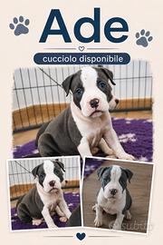 Amstaff Blue cuccioli _ allevamento