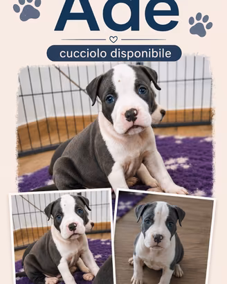 Amstaff Blue cuccioli _ allevamento