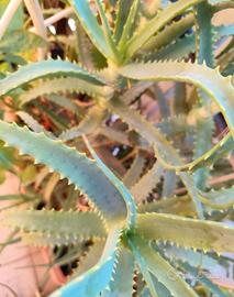 Talee Aloe Arborescens