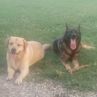 Labrador e pastore tedesco