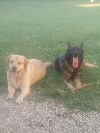 Labrador e pastore tedesco