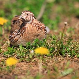 Coppia di quaglia giapponese